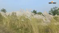कांस के फूलों से गुलजार हुआ झारखंड, बदलते मौसम और त्योहारों का दिखा खूबसूरत संगम, देखें तस्वीरें