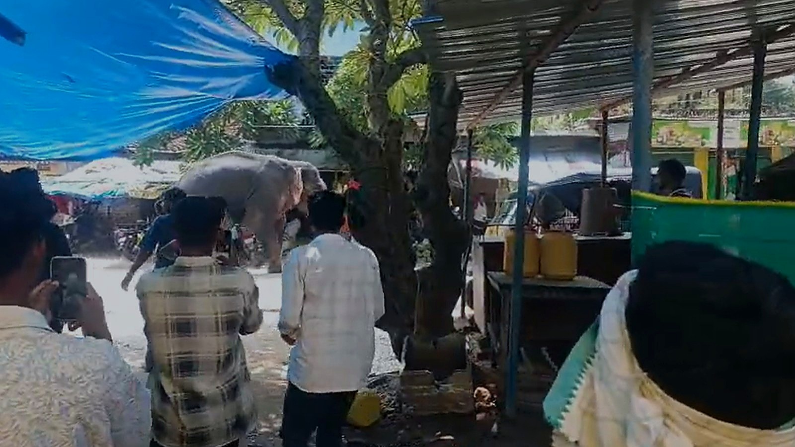 साप्ताहिक बाजार तक पहुंचा हाथी / Prabhat Khabar