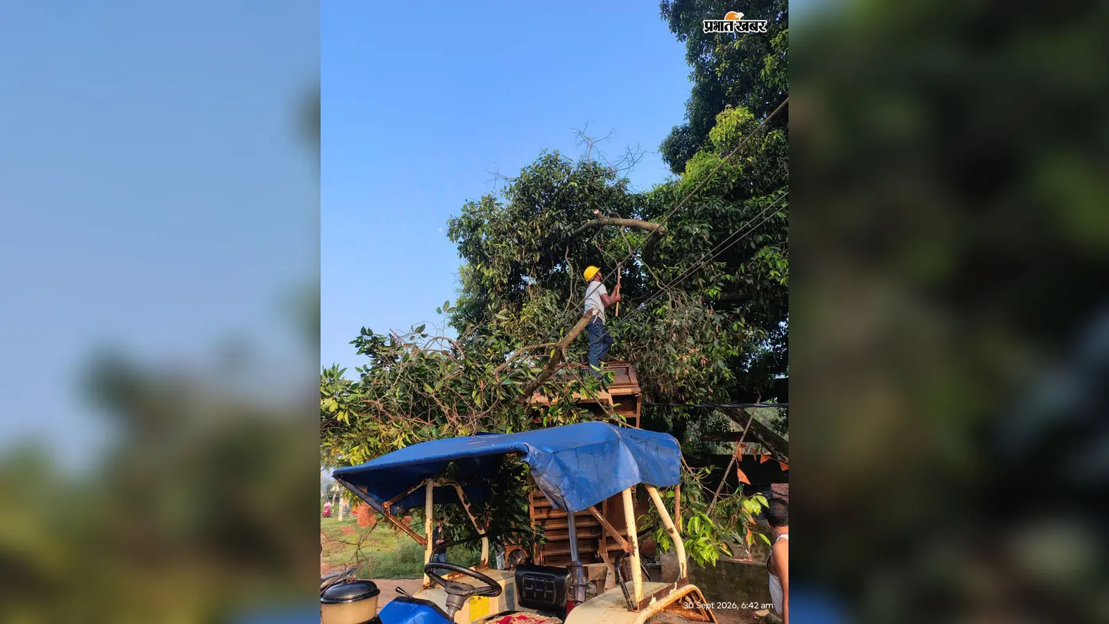 दिन में रहती है भीड़, रात में मंदिर के पास गिरा विशाल पेड़; बिजली का खंभा भी टूटा