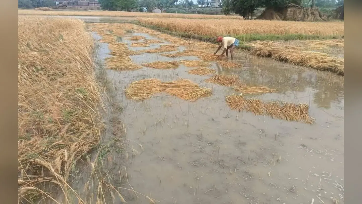 ₹1 में होगा रबी फसल का बीमा,किसानों को मिलेगा फसल नुकसान से सुरक्षा कवच
