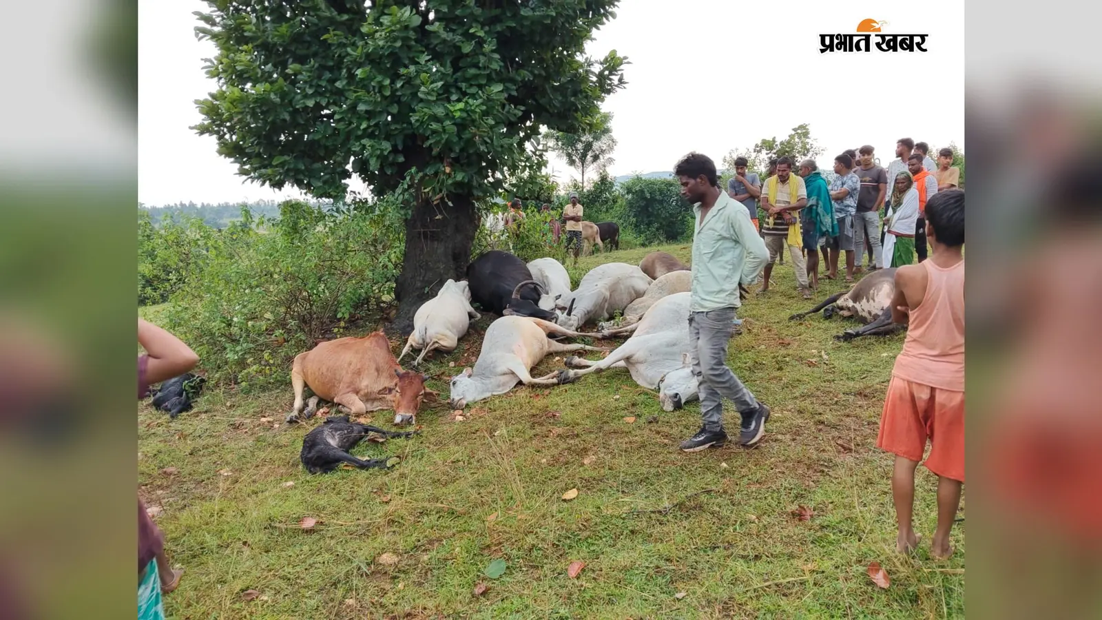 वज्रपात से 16 पशुओं की मौत, बाल-बाल बचे पशु चराने गये दो किसान