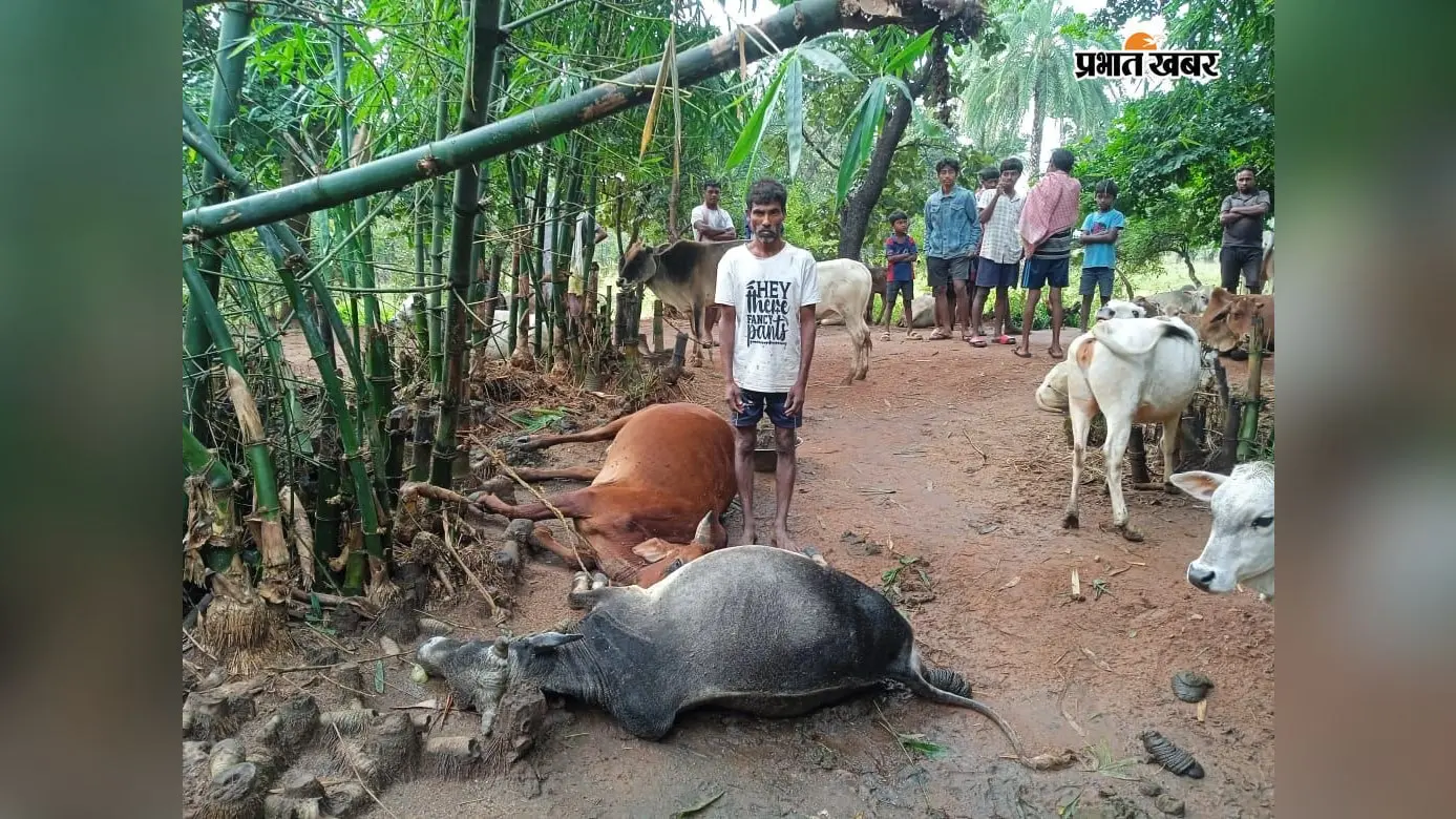 गोड्डा में वज्रपात ने छीना खेती का सहारा,दो मवेशी की मौत