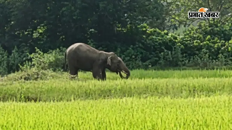 Watch Video: पालकोट में 22 हाथियों का जमावड़ा