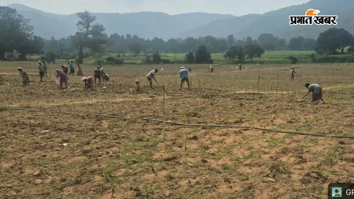 अब चाय की खेती से गुमला का नाम होगा रोशन, नरमा गांव में लगेंगे 80 हजार पौधे