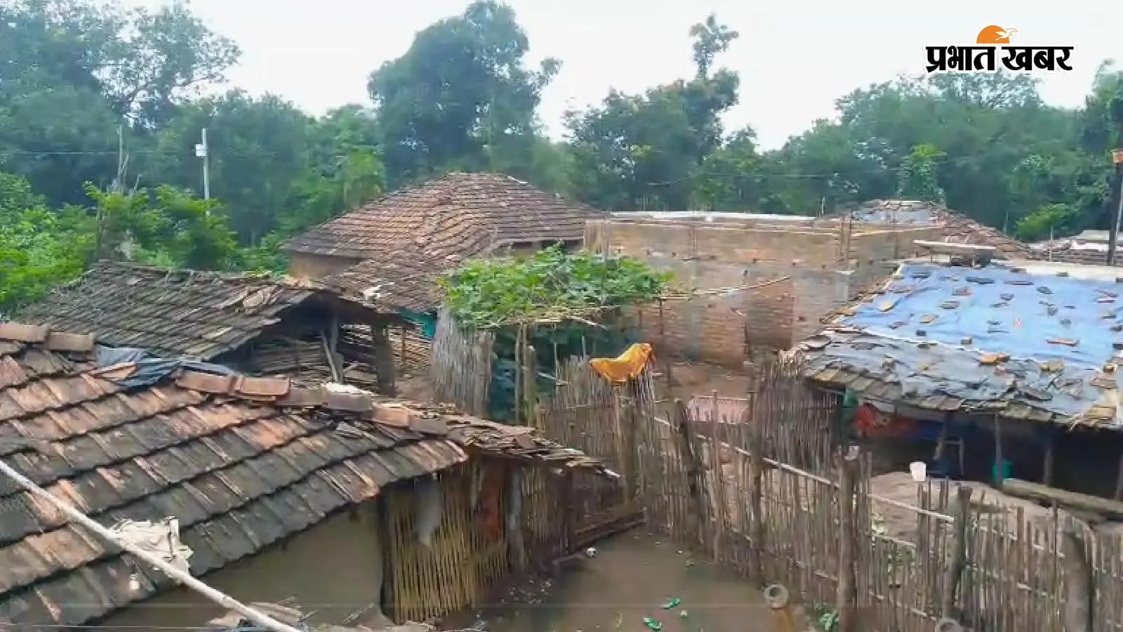 VIDEO: रंग लाया पहाड़िया समुदाय के 50 साल का संघर्ष! जंगलों में लगेंगे उनकी पसंद के पौधे