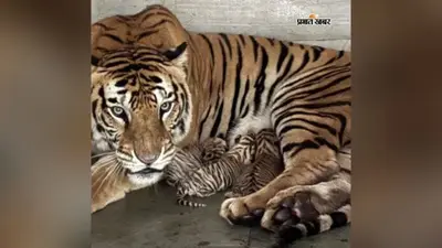 Tata Zoo: बाघिन सुनैना पहली बार बनी मां, आप भी रख सकेंगे तीनों शावकों के नाम, जानें कैसे