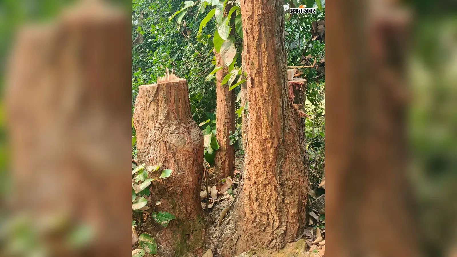 बगोदरडीह के जंगल में रातोंरात कटे सखुआ के पेड़, लकड़ी तस्करी का आरोप