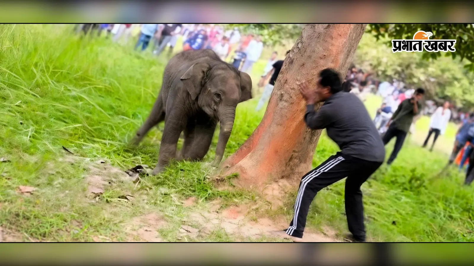 झुंड से बिछड़कर जंगल में घायल पड़ा था हाथी का बच्चा, वन विभाग ने रेस्क्यू कर शुरू कराया इलाज