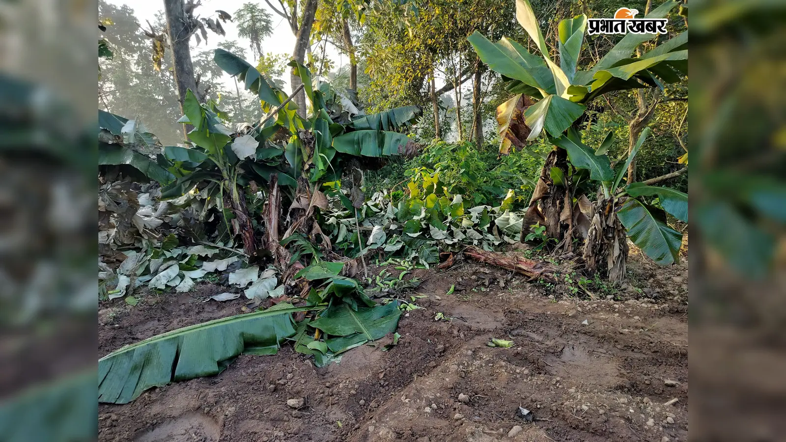 Gumla News: जंगली हाथियों ने खेतों में मचायी तबाही, किसानों ने वन विभाग से की मुआवजे की मांग