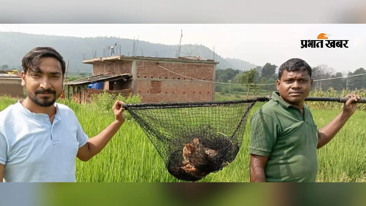 लातेहार में कुएं में गिरी जंगली बिल्ली, वन विभाग ने ऐसे किया रेस्क्यू