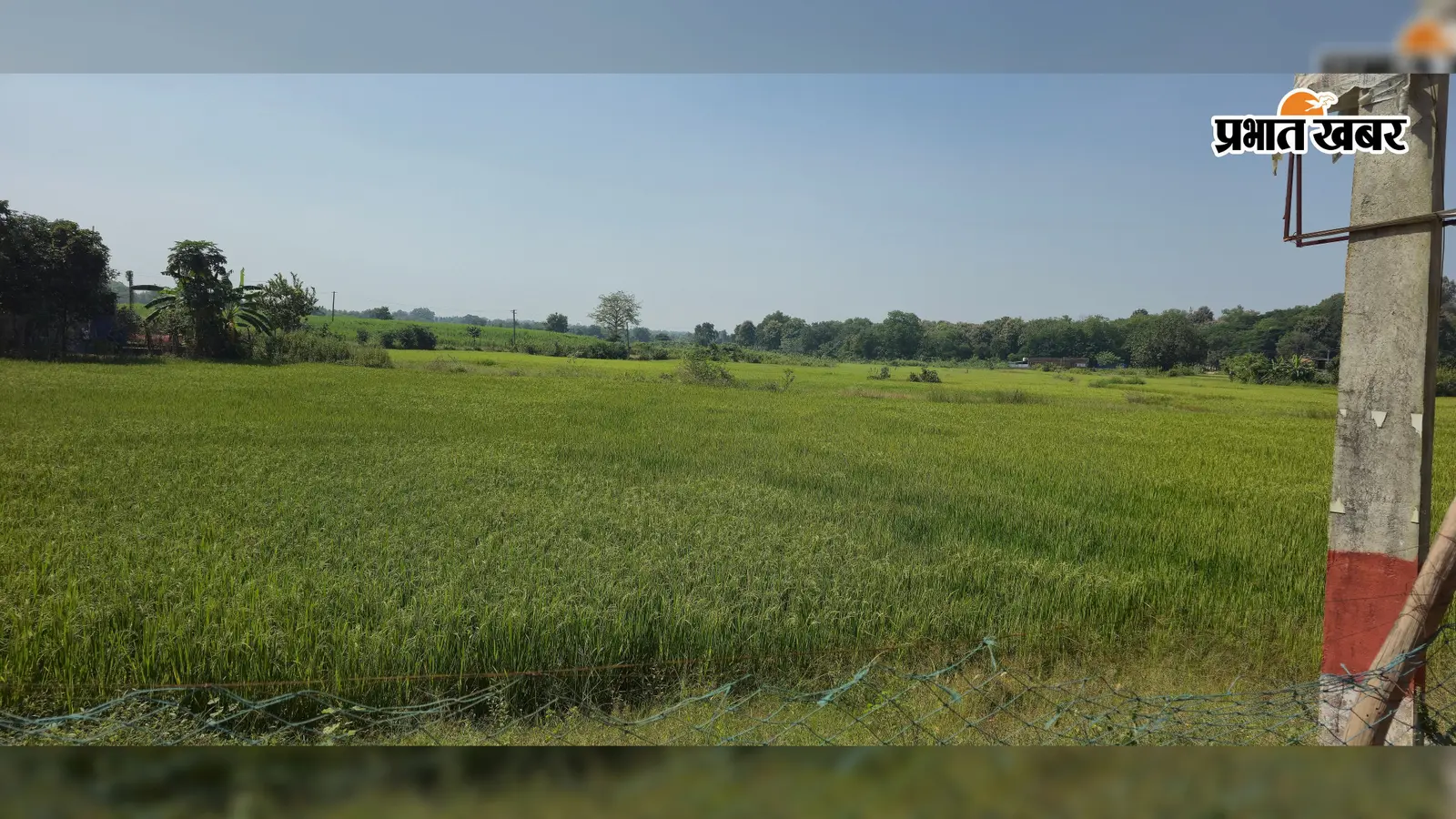 कम बारिश में भी लहलहा उठी फसल, जानें किसानों ने कैसे पलटी बाजी