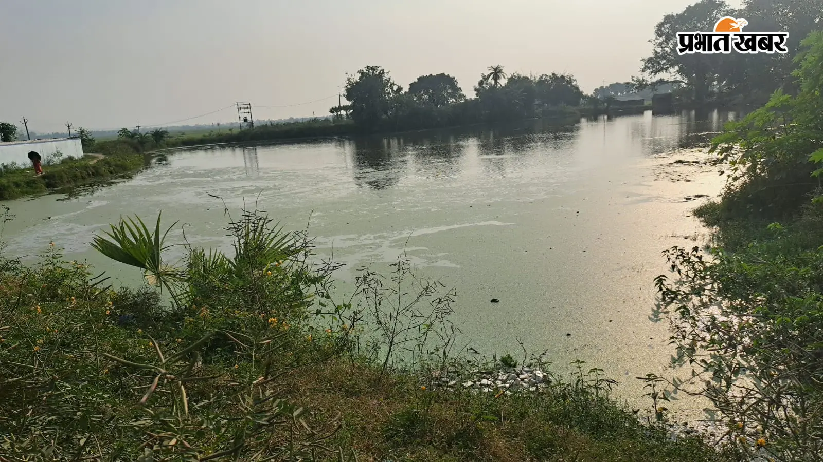 मेहरमा में खेतों में धान लहलहाया, तालाबों के पानी से गेहूं की उम्मीद भी जगी