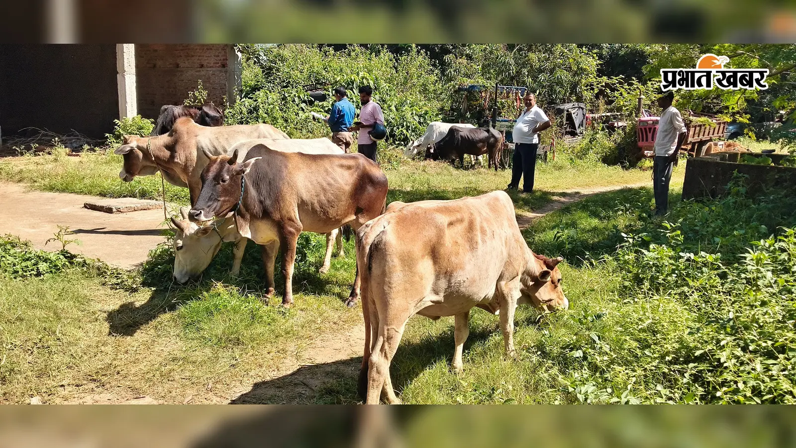11 पशु तस्करी के लिए ले जाए जा रहे थे, पुलिस पहुंची तो आरोपी हुआ फरार