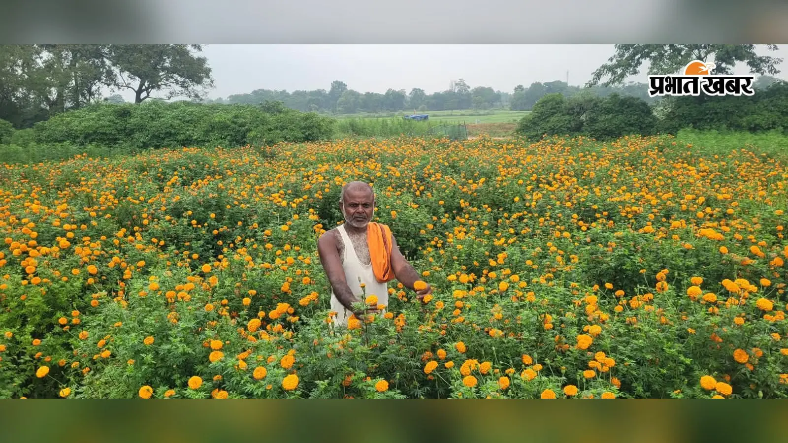 फूलों की खेती से संवर रही जिंदगी, लेकिन विस्तार के लिए किसानों को चाहिए सरकारी सहारा