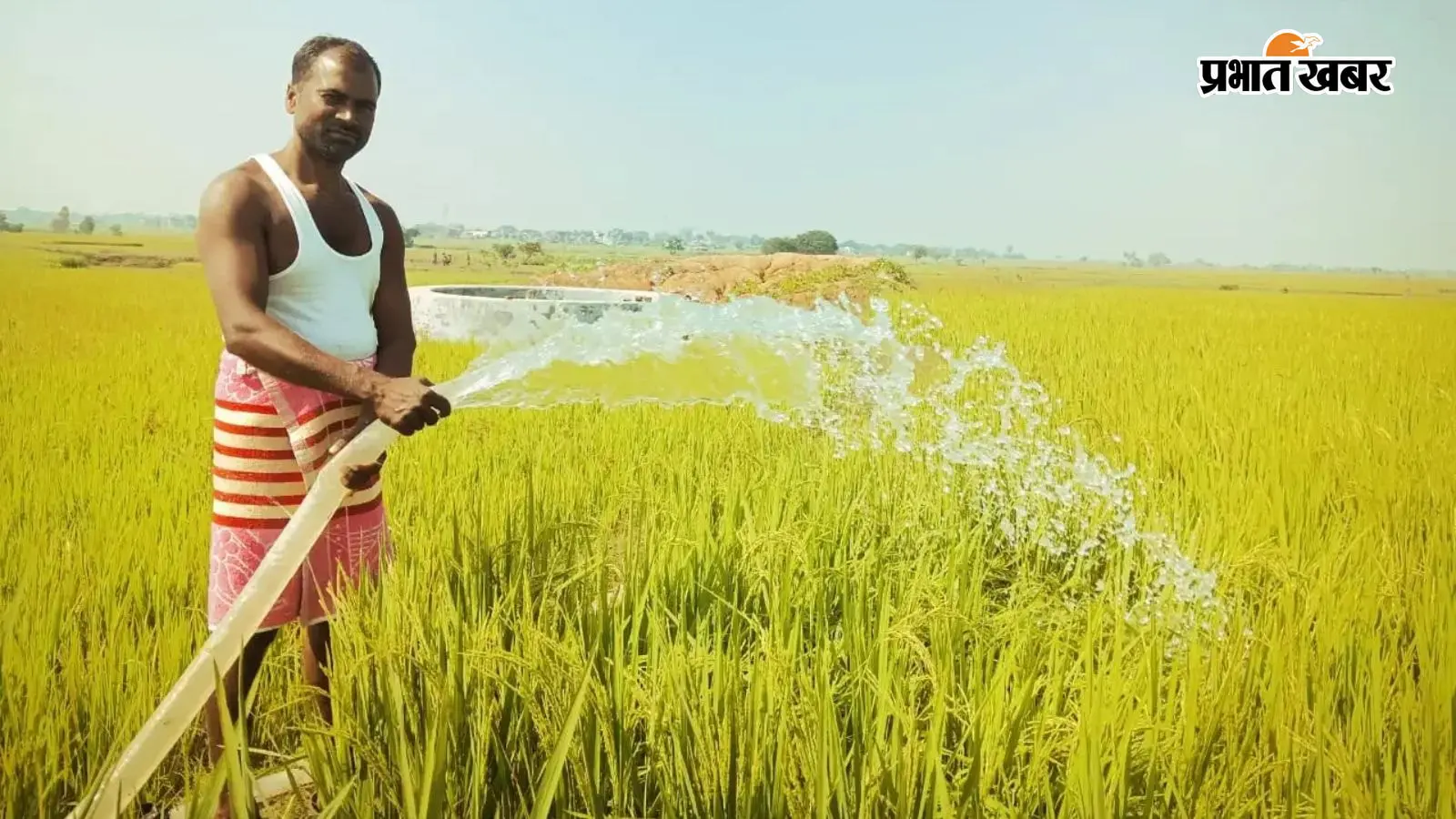 देवरी में बारिश की बेरुखी से सूखने लगी धान की फसल, बालियां निकलने के वक्त खेतों में पानी नहीं