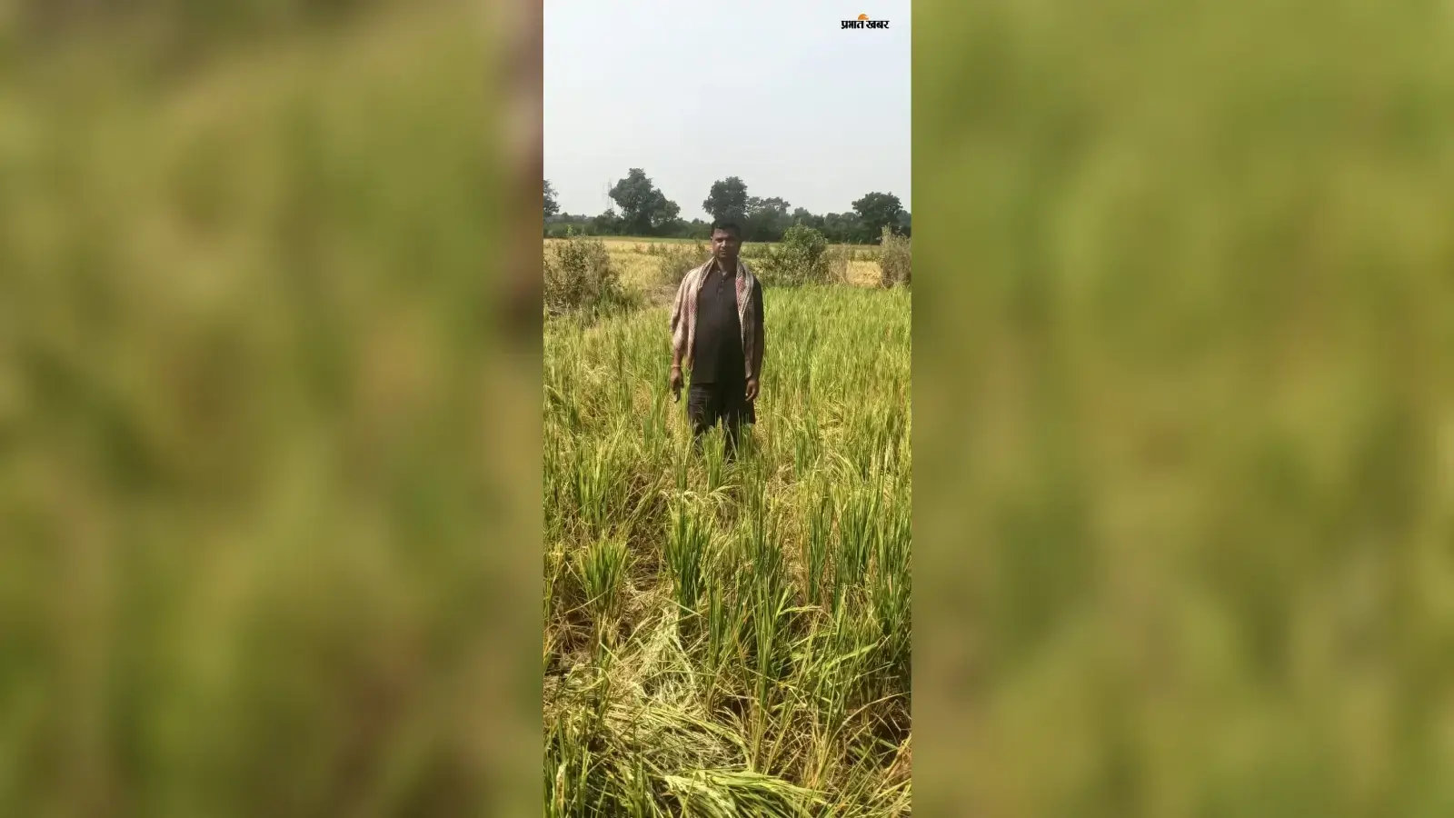 Watch Video : बस एक-दो दिन में कटनी थी धान, रात में पहुंचे हाथियों ने सब किया बर्बाद, अब क्या करेंगे किसान...