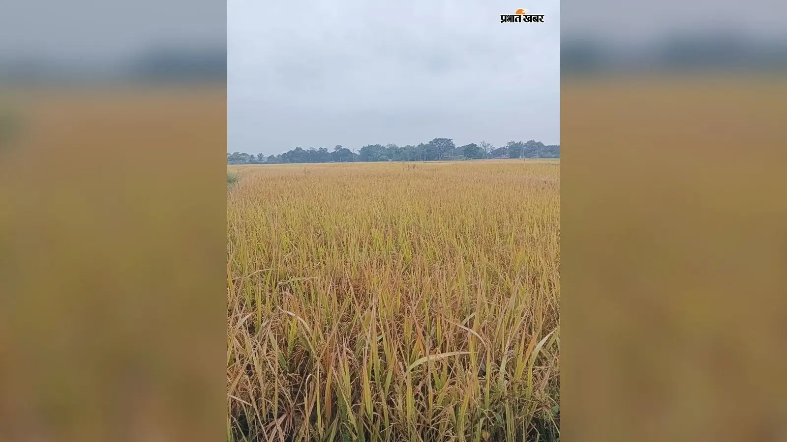 Arnab तूफान का असर शुरू, काटने को तैयार धान पर बारिश की मार; भगवान भरोसे किसान