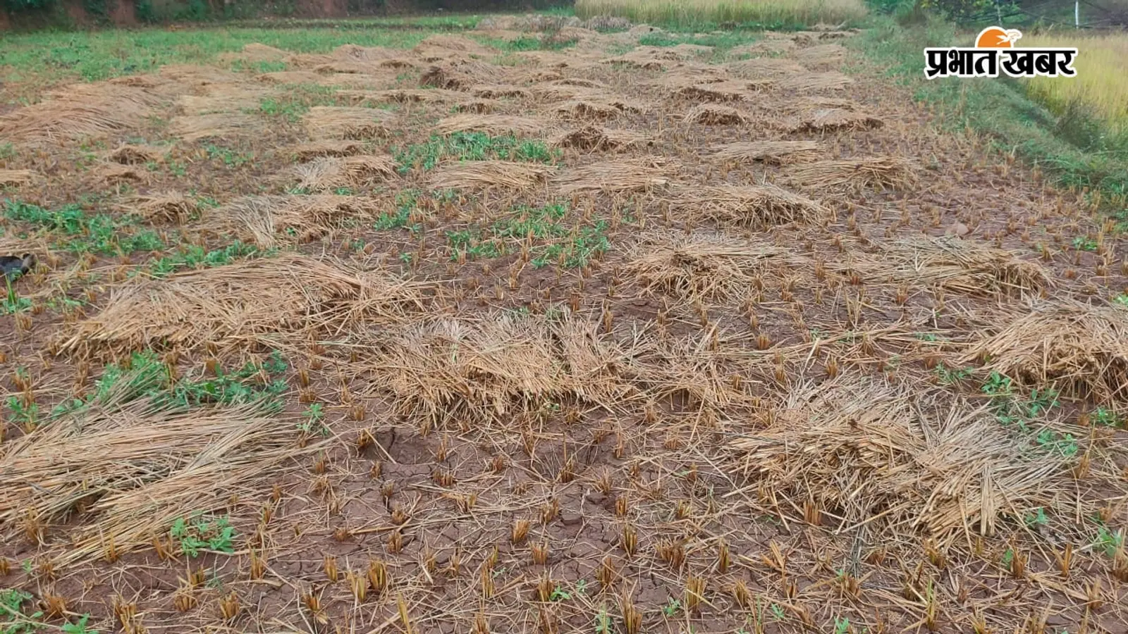 Cyclone 'Arnav' Impact: रामगढ़ में किसानों की धान की फसल और कुम्हारों की दिवाली पर संकट गहराया
