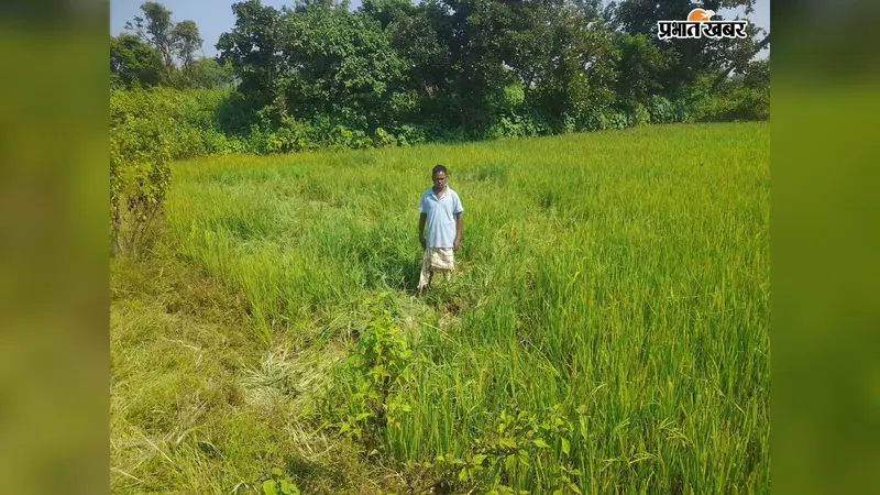 Watch Video : खरसावां में 17 हाथियों ने मचायी तबाही, सात गांवों के किसानों की मेहनत पर फिरा पानी