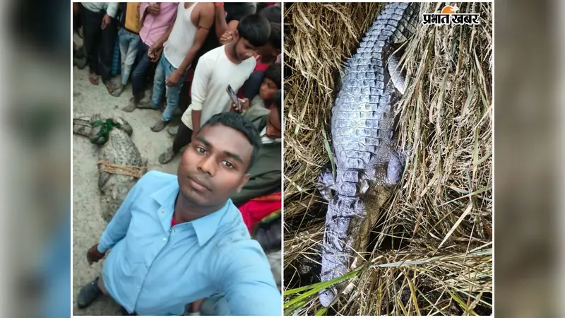 बेतिया के गांव में मगरमच्छ की दस्तक से सहमे लोग, वन विभाग से निगरानी बढ़ाने की मांग