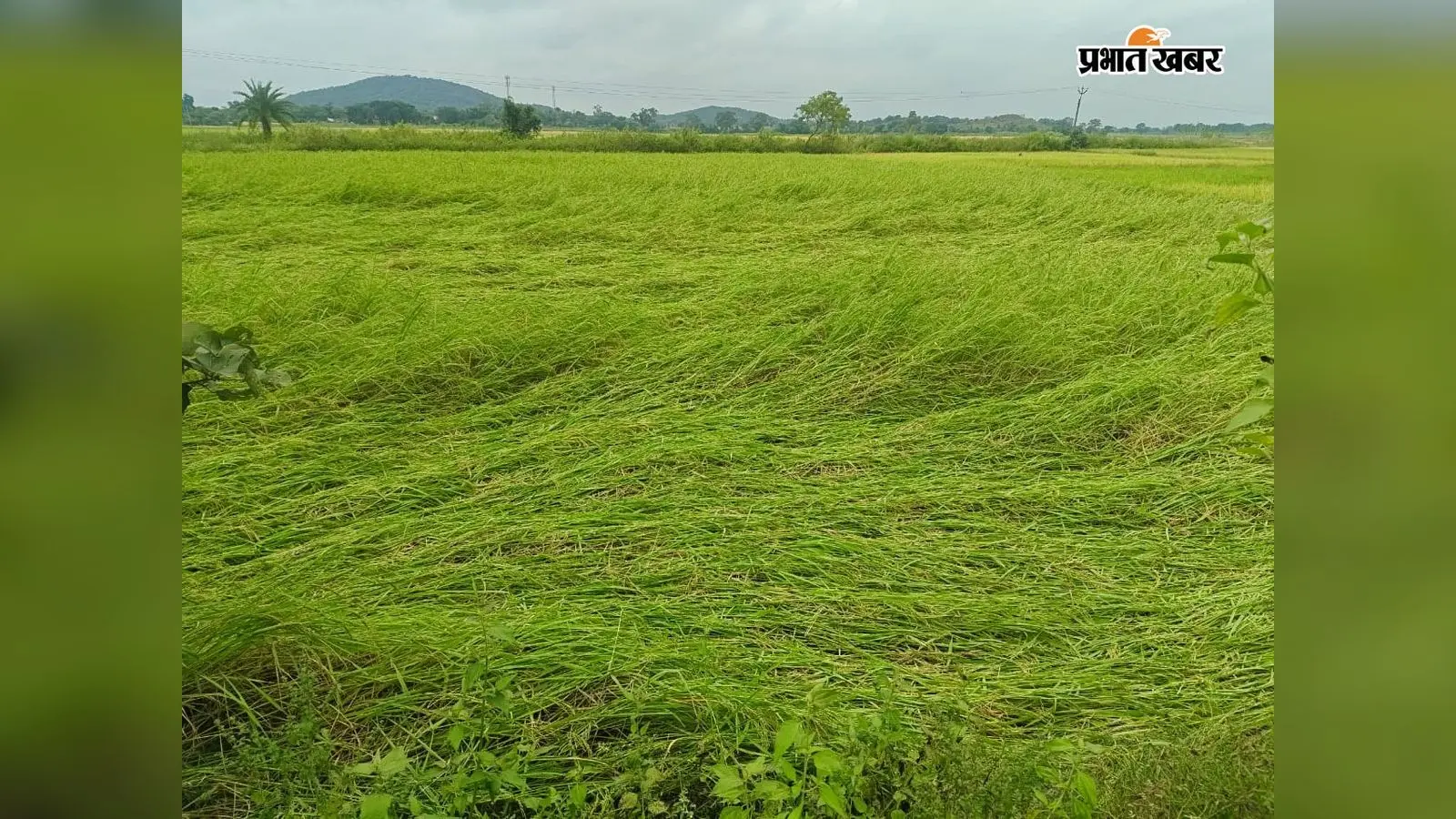 Video : बेमौसम बारिश से किसानों की बढ़ी चिंता, सब्जी और धान की फसल को नुकसान