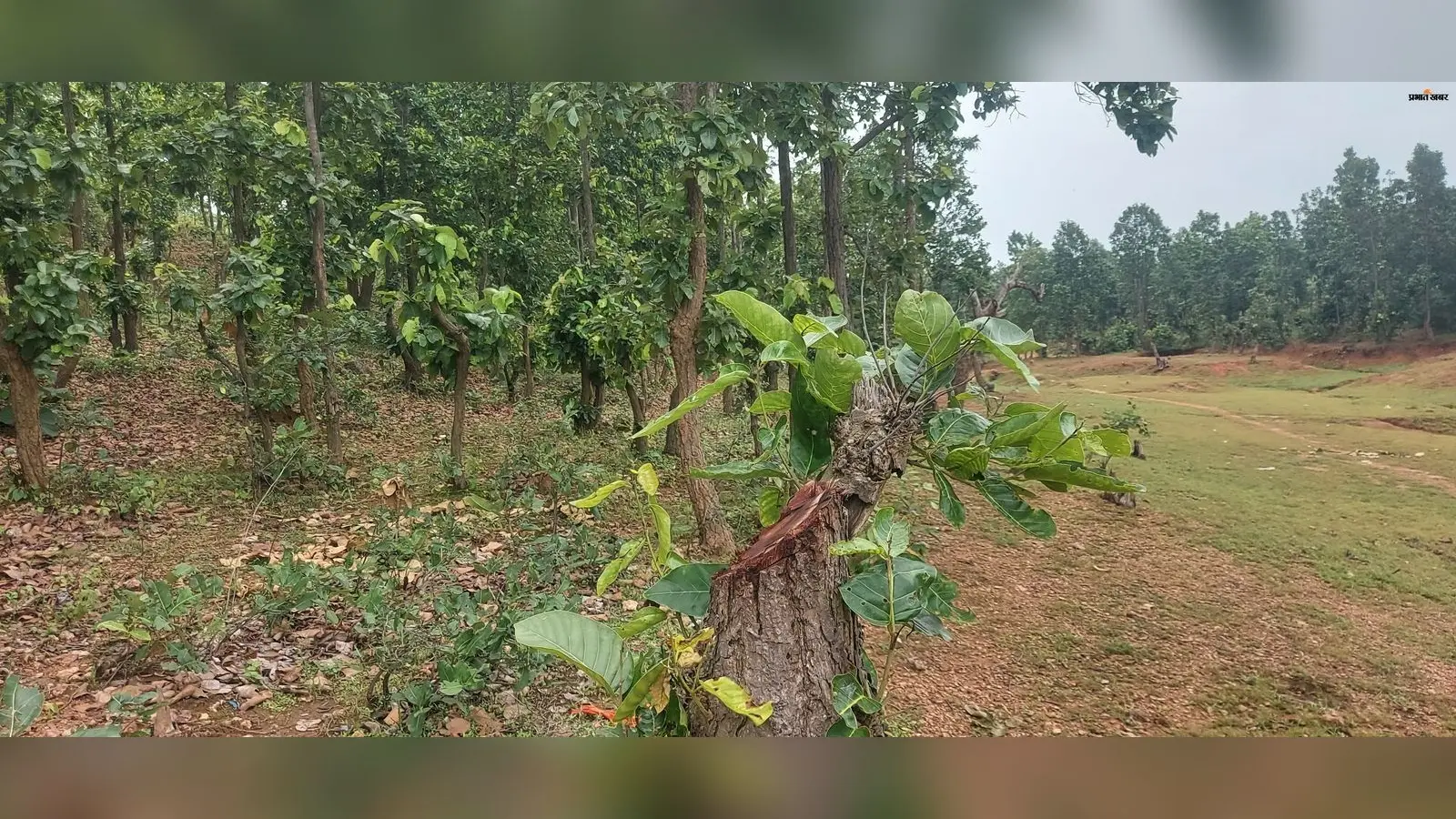 वन विभाग की चुप्पी या तस्करों की मनमानी? चतरा में धड़ल्ले से कट रहे बेशकीमती पेड़