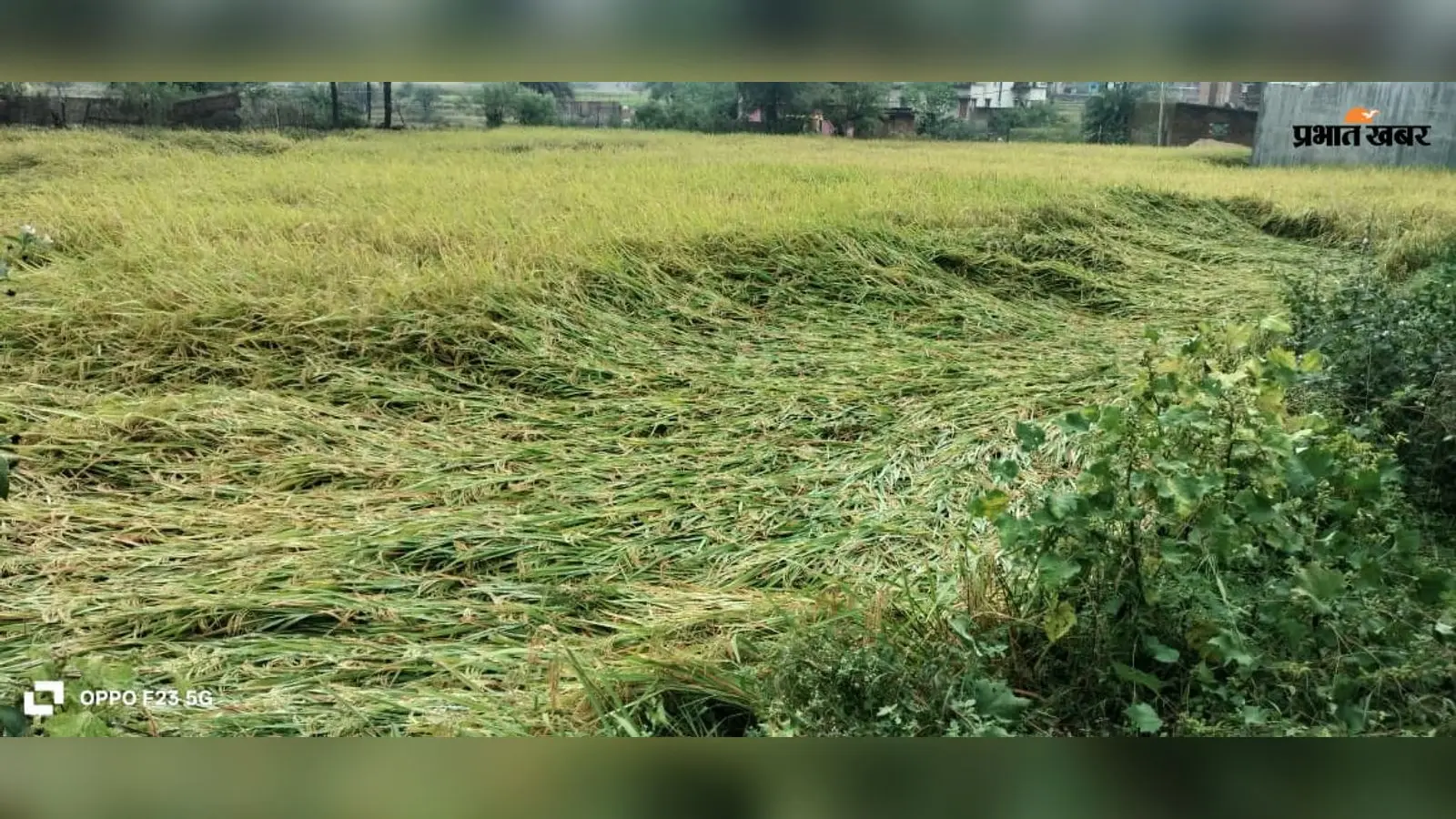Arnab Cyclone Impact:  लातेहार में 36 घंटे से बारिश, धान की कटी फसल पर मंडराया खतरा