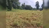 Watch Video : किसानों के लिए बारिश बनी दोधारी तलवार, रबी को फायदा तो धान पर संकट