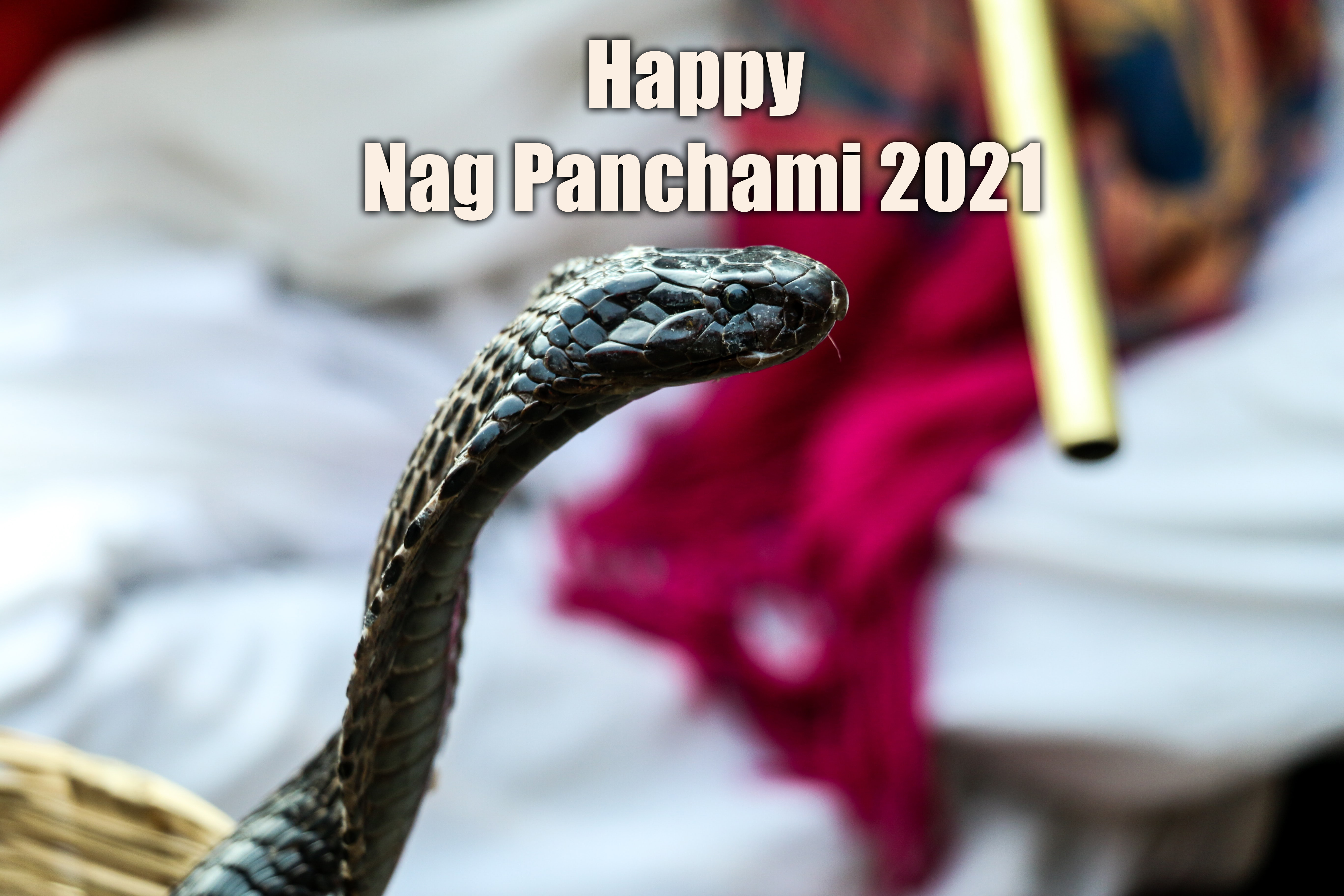 Nag Panchami 2021: भगवान विष्णु का शेषनाग सिंहासन...'नाग पंचमी' पर अपनों को यहां से भेजे ढेर सारी शुभकामनाएं